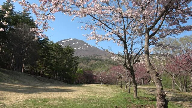 天鏡台の桜（福島県・猪苗代町）