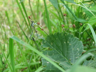 Damselfly mating in a summer marsh
