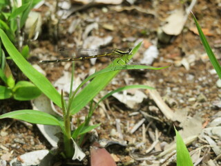 Female damselfly resting on a leaf