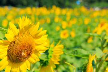 全面に広がる満開のひまわり「夏素材」