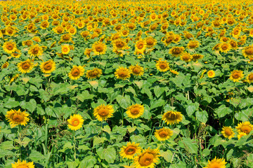 全面に広がる満開のひまわり「夏素材」