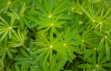 Wet lupine leaves Lupinus polyphyllus with rain drops background.