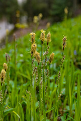 Flowering sedge (Carex) in spring