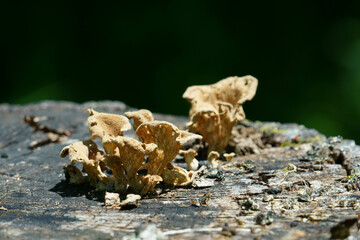 切り株に芽吹くキノコたち