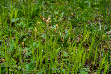 Flowering sedge (Carex) in spring