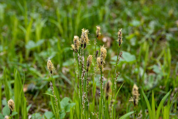 Flowering sedge (Carex) in spring