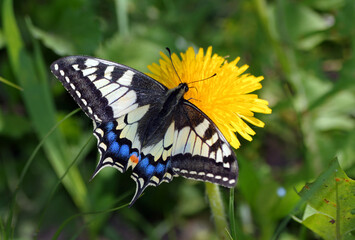 colorful swallowtail butterfly on yellow dandelion flower. selective focus