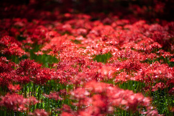 巾着田の曼珠沙華まつり