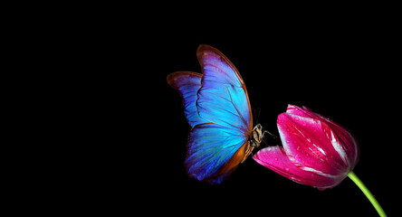 bright blue tropical morpho butterfly on pink tulip in water drops isolated on black. copy space