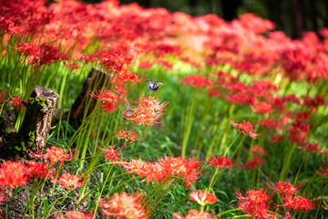 巾着田の曼珠沙華まつり