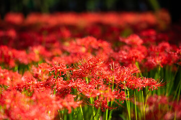巾着田の曼珠沙華まつり