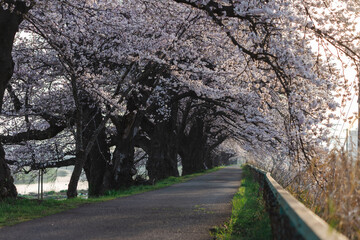 Obraz premium 一目千本桜