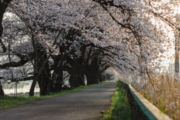 一目千本桜