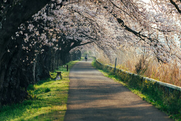 桜