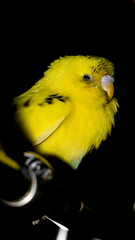 closeup shot of a budgie or budgerigar parrot with fluffy yellow feathers standing on a steel bar...