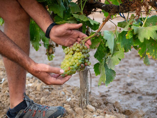 Naklejka na ściany i meble Hands of a farmer holding a bunch of white grapes.