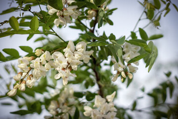Acacia flower closeup (Robinia pseudoacacia). Selective focus and close-up.