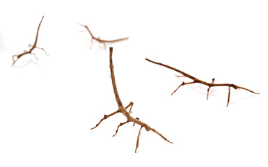  stick insect in studio
