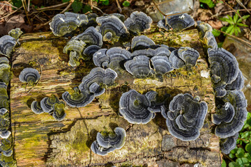 Blue Turkey Tail (tramentes versicolor)