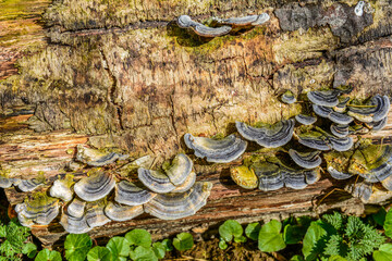 Blue Turkey Tail (tramentes versicolor)