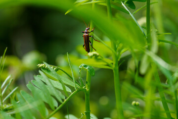 Fototapeta premium 森の中の昆虫