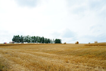 Fototapeta na wymiar 2012年8月、北海道富良野の牧草地にて