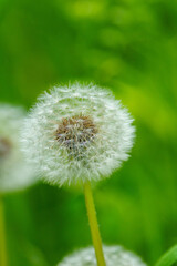 Fototapeta premium ふわふわとしてかわいいタンポポの綿毛