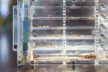 An ant farm with a colony of ants in a transparent container for studying and observing the life of...