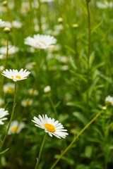 白く可愛いヒナギクの花