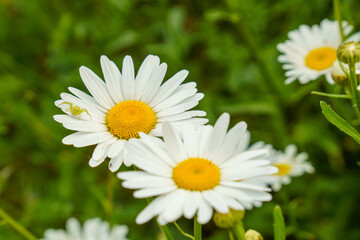 Obraz na płótnie Canvas 白く可愛いヒナギクの花