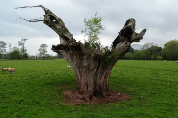 UK Wales Abergavenny Death Tree
