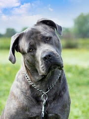 portrait of  cane corso