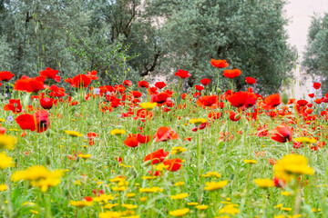Low angle view of red poppies in the field.