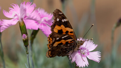 蝶の食事中を激写