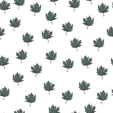 Leaves maple canadian engraved seamless pattern. Vintage background botanical with foliage in hand drawn style.