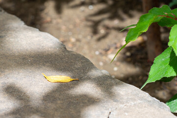 Close up of a yellow dead autumn leaf.