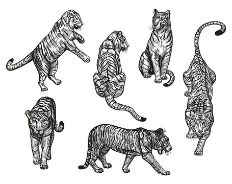 Set engraved Tigers in different poze. Vintage wild animals jumping, hunting, walking and sitting in hand drawn style.