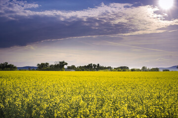Obraz premium Beautiful field of canola, rapeseed or colza in yellow bloom against the cloudy blue sky on a spring day, perfect rural scene or agriculture background.