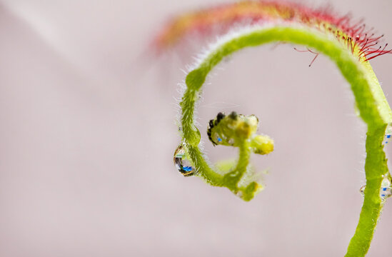 Sundews carnivorous plant,  drosera capensis close-up view, with water drops and trapped insects