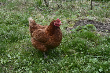 Close up of red chicken on a farm in nature.