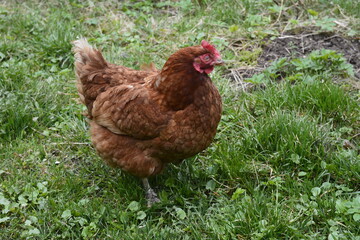 Close up of red chicken on a farm in nature.