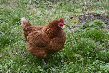 Close up of red chicken on a farm in nature.