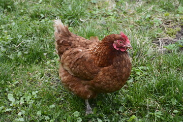 Close up of red chicken on a farm in nature.
