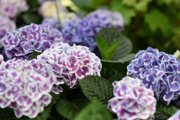 箱根 強羅公園の紫陽花