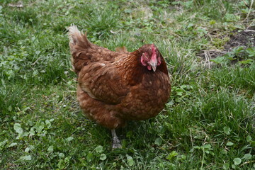 Close up of red chicken on a farm in nature.