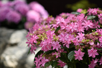 箱根 強羅公園の紫陽花