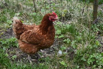 Close up of red chicken on a farm in nature.