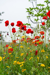 Low angle view of poppies in the field in the village.