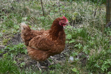 Close up of red chicken on a farm in nature.