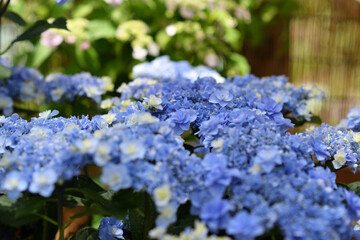 箱根 強羅公園の紫陽花